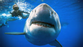 Great white shark-wb.jpg