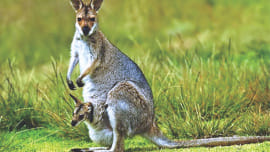 keeping Kangaroo hides.jpg