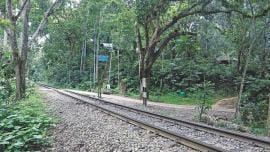 lawachara forest.jpg