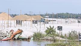mangroves survive 1.jpg