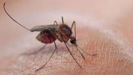 Aedes mosquito breeding ground