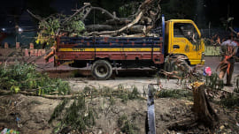 Trees felled in Satmasjid Road 