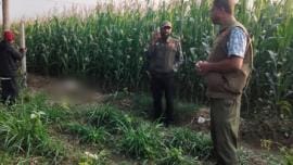 benapole_photo-farmer_accused_of_killing_many_wildlife_by_poisoning_with_food_in_a_corn_field-27.01.25.jpg