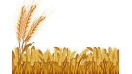 wheat-art.jpg