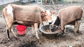 rangpur_cold_cattle-01.jpg