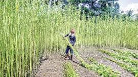 jute seeds Bangladesh