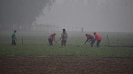 cold wave advisory for farmers Bangladesh