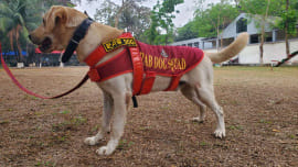 Dog awarded for heroic service in the aftermath of Gulistan blast 