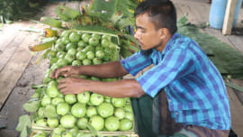 Guava Harvesting.jpg