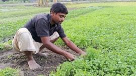 Coriander leaf farmers delighted with high prices consumers disappointed_ac45.jpg