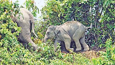 Elephant habitat loss Chattogram