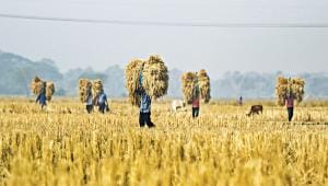 Amon_paddy_harvesting.jpg