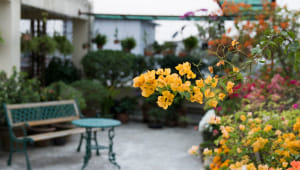 One tree for every 28 people?! Rooftop gardening becomes Dhaka’s answer