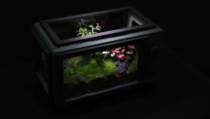 DIY terrariums make nature accessible for busy urbanites