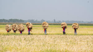 ED_1-Paddy_field.jpg