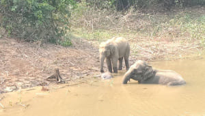 Elephant.jpg