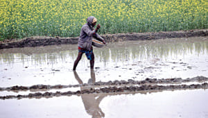 Rice-field.jpg