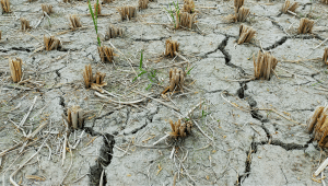 drought