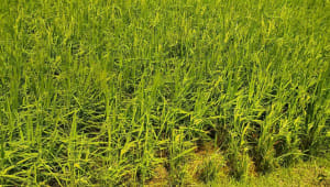 netrokona.jpg