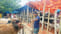 Eid cattle market Bangladesh 2026