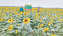 Sunflower Farming in Patuakhali Bangladesh
