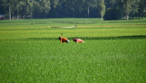OP_1-Agricultural_sector.jpg