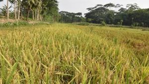 Aman paddy in Bangladesh