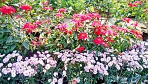 Boshonto eshe gechey…