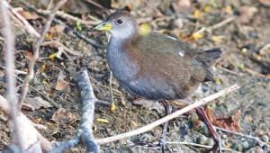 brown crake.jpg
