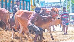 Cattle markets 1.jpg