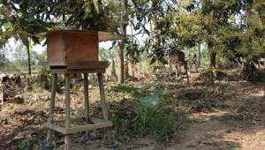 Commercial beekeeping.jpg