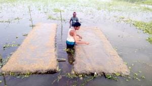 Floating Aman seedbeds.jpg