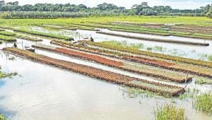 floating farms 1.jpg