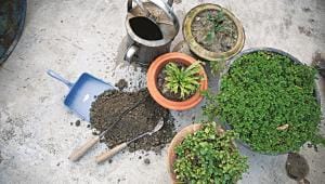 gardening