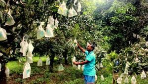 নানিয়ারচর আম (2).JPG