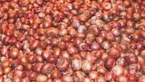 Onion Price raising in Bangladesh