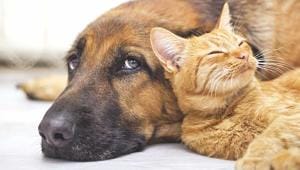 Stuff Pet Owners Have to Deal With