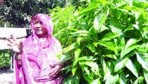 village of herbs.jpg