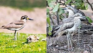 enigmatic-thick-knee.jpg