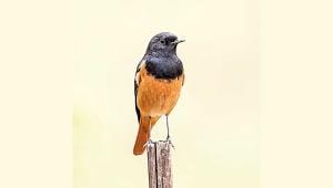 black-redstart.jpg