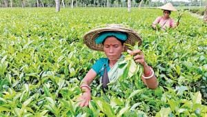tea_garden_workers_mintu_deshwara_30112022_6860_afi.jpg