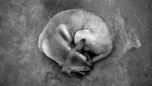 street dog dhaka dscc dncc 