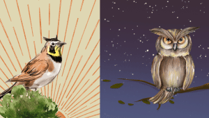 Night owls vs morning larks