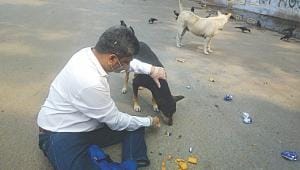 Feeding stray dogs