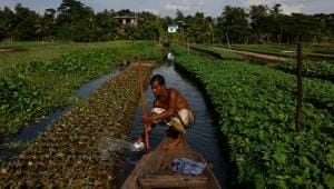 OP 2 - Floating crop beds in Bangladesh - REUTERS