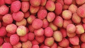 dinajpur_litchi.jpg
