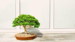 art of bonsai