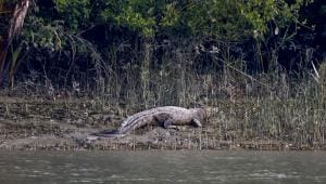 khulna crocodile