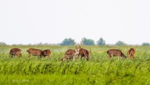 chitra_deer-khulna.jpg