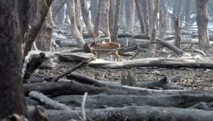 Finding balance and peace with nature